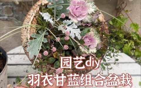 羽衣甘蓝怎么盆栽？家庭种植全攻略（含浇水施肥技巧）