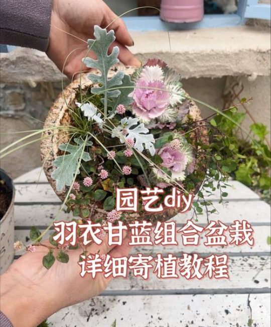 羽衣甘蓝怎么盆栽？家庭种植全攻略（含浇水施肥技巧）