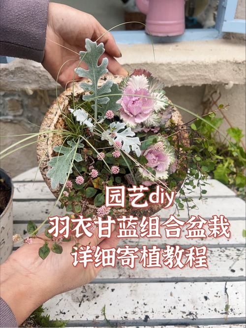 羽衣甘蓝怎么盆栽?家庭种植全攻略(含浇水施肥技巧) 羽衣甘蓝怎么盆栽?家庭种植全攻略(含浇水施肥技巧)