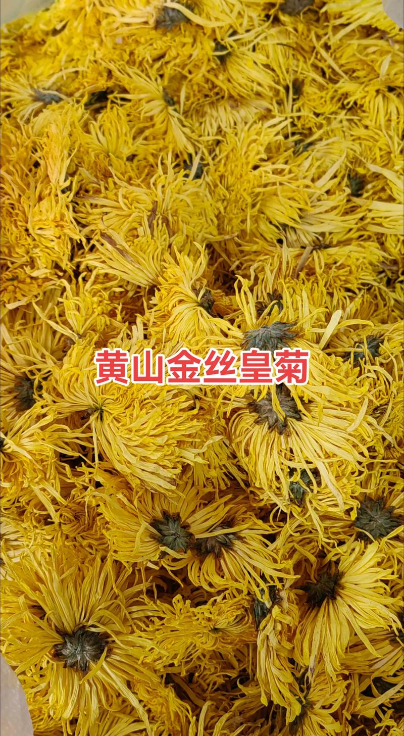 春季喝什么菊花茶最好?2026年最新品种推荐与选购指南 光照与水肥精准方案
