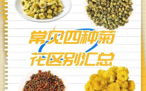 春季喝什么菊花茶最好？2026年最新品种推荐与选购指南