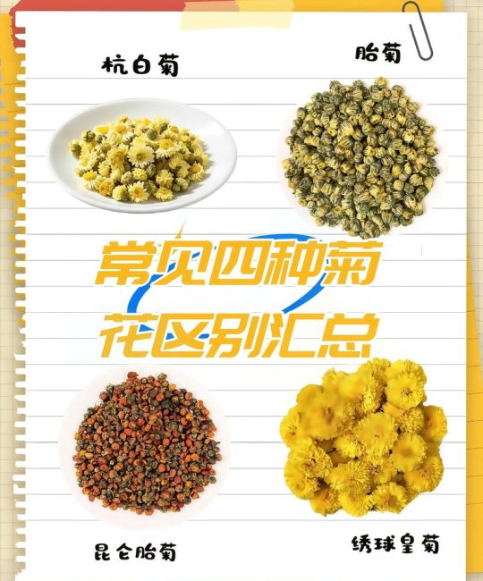 春季喝什么菊花茶最好？2026年最新品种推荐与选购指南