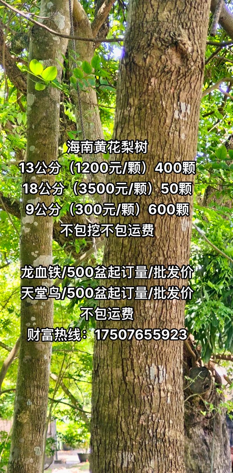 黄花梨价格参考:2019年一斤多少钱? 综合价格表格(2019年参考)