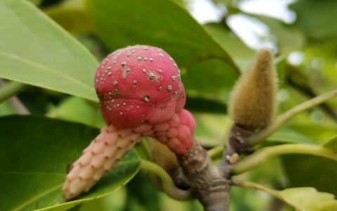玉兰花树有种子吗？——从果实形态到播种育苗的完整指南