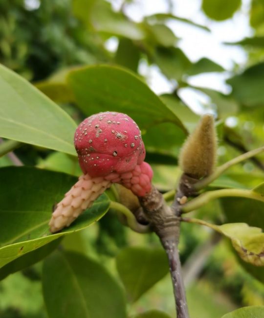 玉兰花树有种子吗？——从果实形态到播种育苗的完整指南