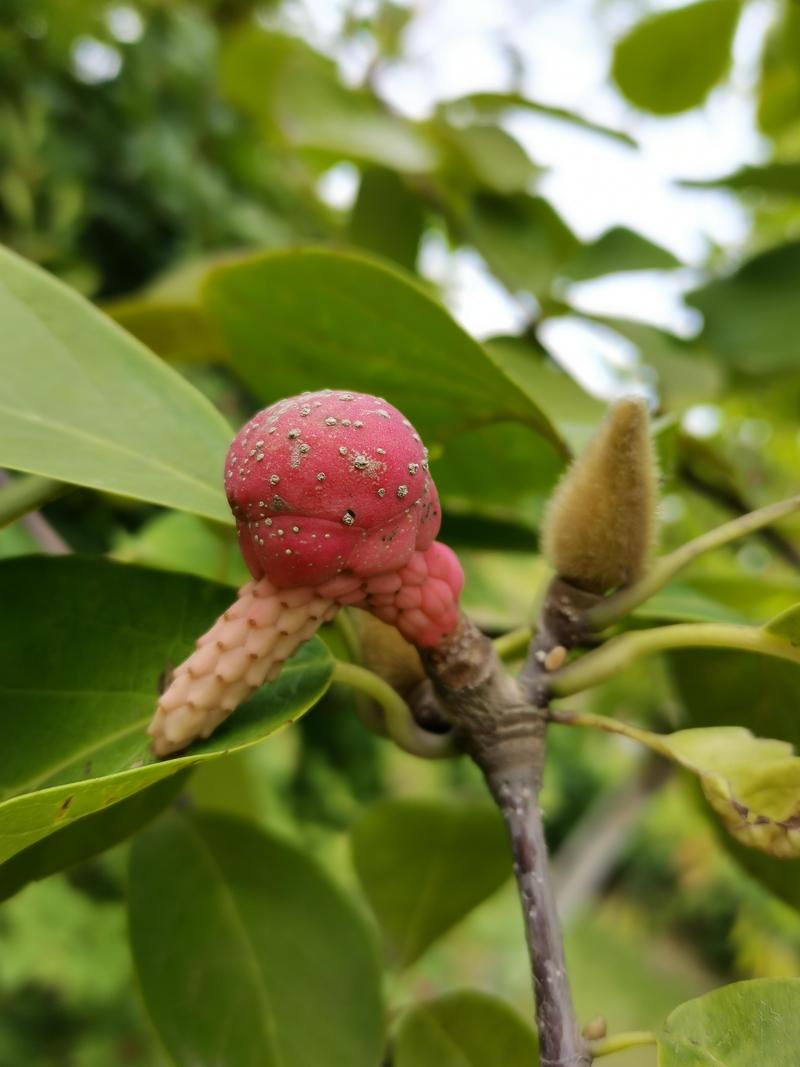 玉兰花树有种子吗?——从果实形态到播种育苗的完整指南 玉兰花树有种子的,藏在聚合蓇葖果里
