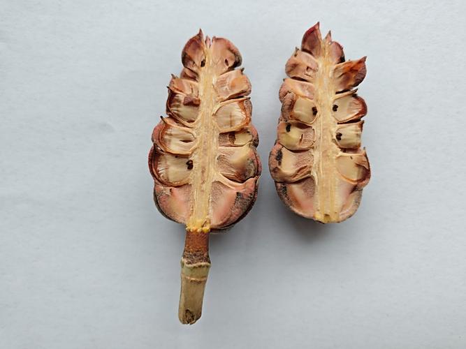 玉兰花树有种子吗?——从果实形态到播种育苗的完整指南 种子处理与播种繁殖技术