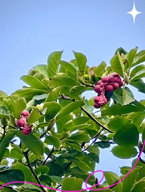 玉兰花树有种子吗?——从果实形态到播种育苗的完整指南 玉兰种子形态与采集标准