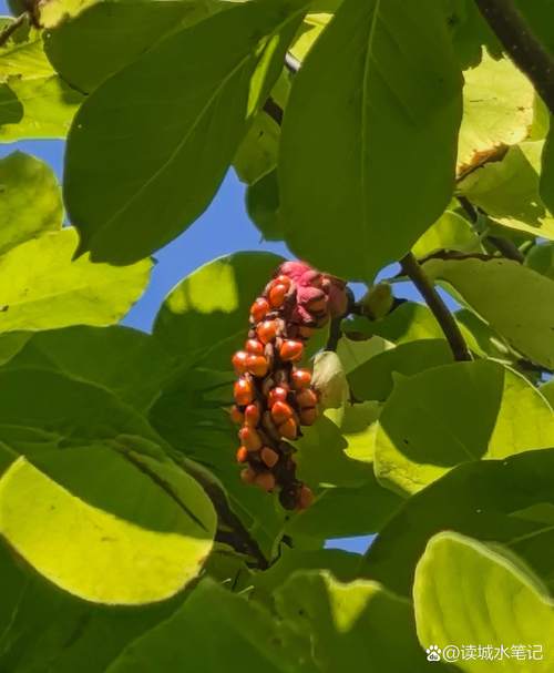 玉兰花树有种子吗?——从果实形态到播种育苗的完整指南 总结