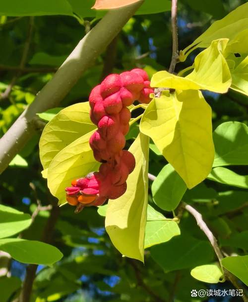 玉兰花树有种子吗?——从果实形态到播种育苗的完整指南 常见问题与误区FAQ