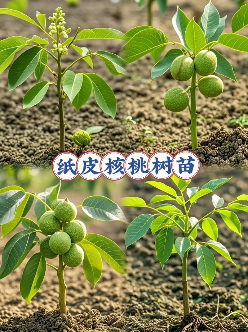 纸皮核桃苗哪里买?采购渠道核查与优质苗木选购指南 纸皮核桃苗采购黄金标准:一看嫁接口、二看根系、三看苗龄
