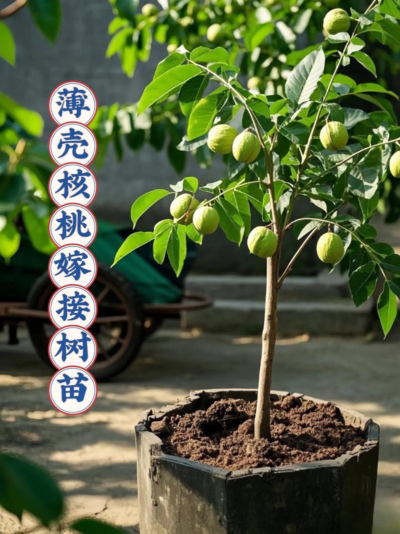 纸皮核桃苗哪里买?采购渠道核查与优质苗木选购指南 售后补苗政策:必须形成书面约定