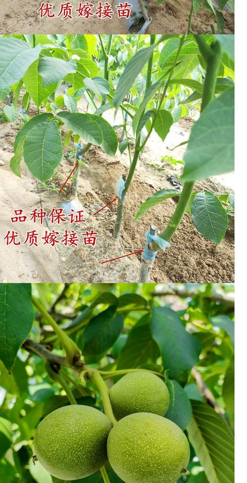 纸皮核桃苗哪里买?采购渠道核查与优质苗木选购指南 运输与检疫要求:确保苗木健康合规