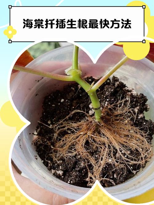 海棠树可以扦插吗?掌握这4个关键点,成活率翻倍 扦插时间与插穗处理