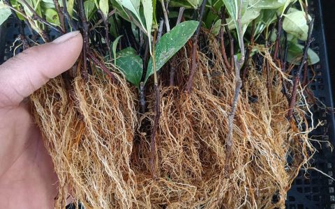 海棠树可以扦插吗？掌握这4个关键点，成活率翻倍