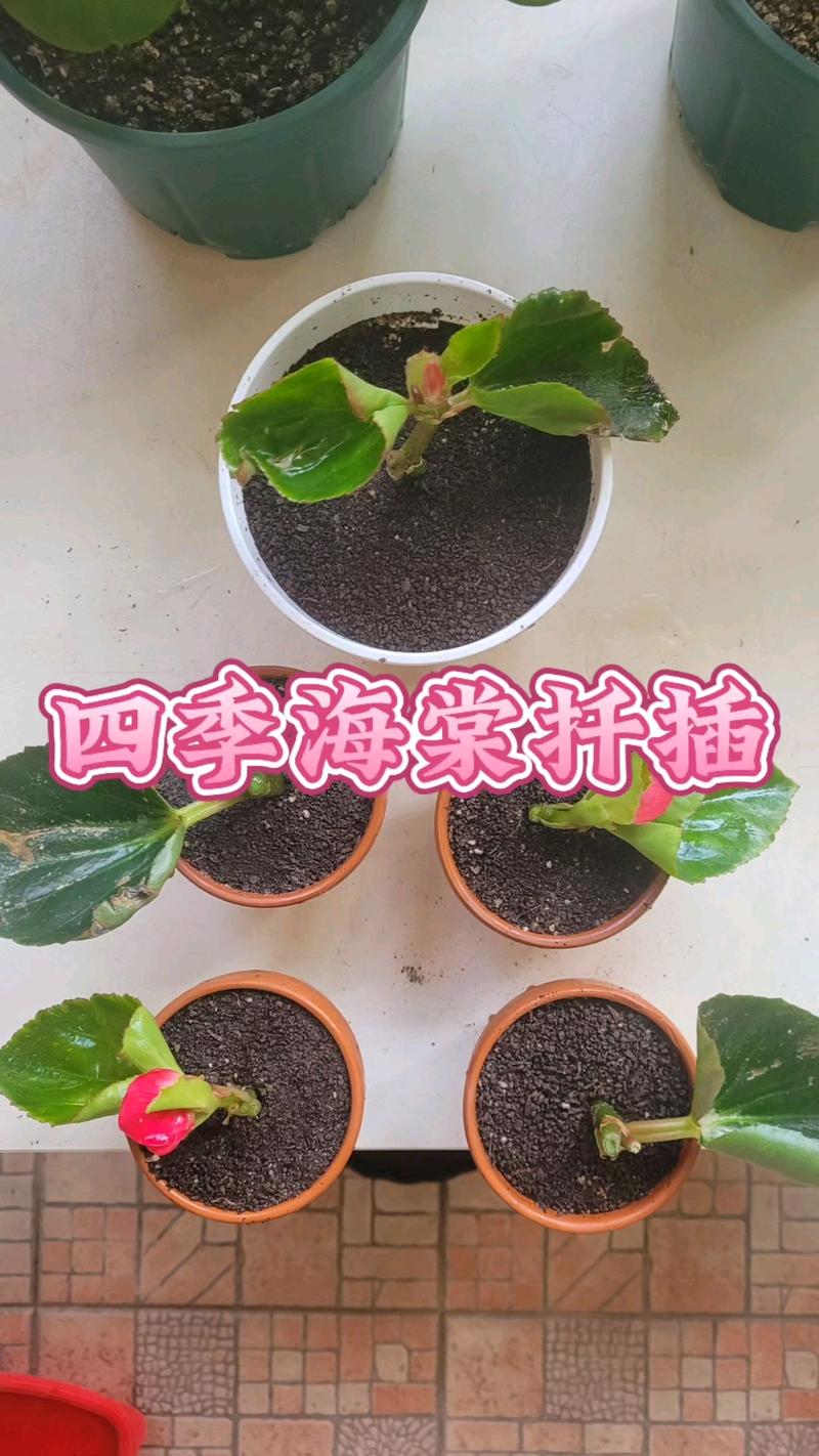 海棠树可以扦插吗?掌握这4个关键点,成活率翻倍 基质配比:保水与透气必须平衡