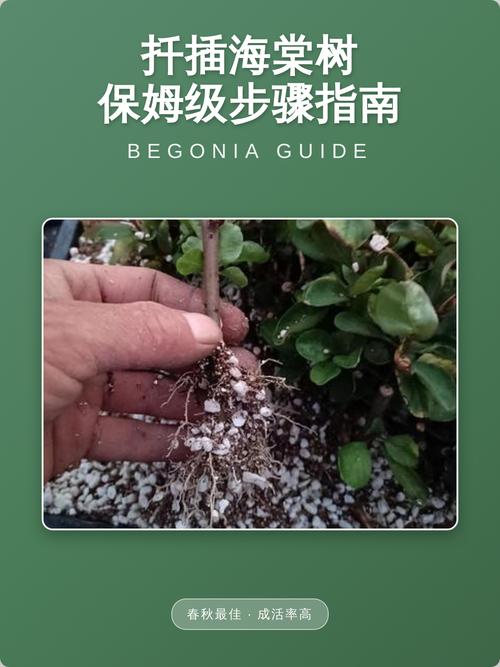 海棠树可以扦插吗?掌握这4个关键点,成活率翻倍 环境控制参数