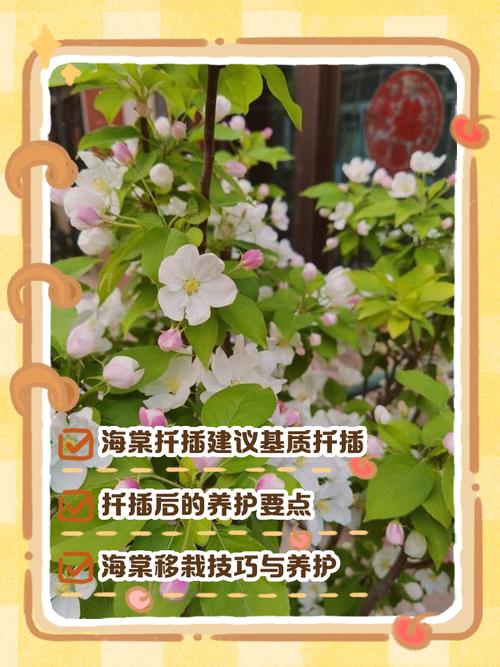 海棠树可以扦插吗?掌握这4个关键点,成活率翻倍 移栽时机与炼苗