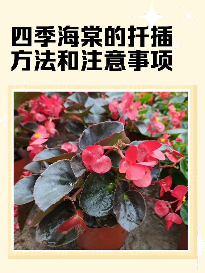 海棠树可以扦插吗?掌握这4个关键点,成活率翻倍 常见失败案例与诊断