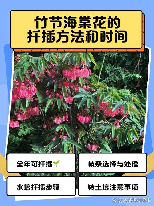 海棠树可以扦插吗?掌握这4个关键点,成活率翻倍 总结