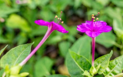 草茉莉是什么植物？——庭院中自带香气的“傍晚花”