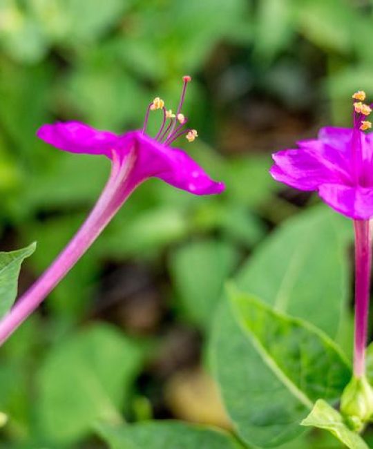 草茉莉是什么植物？——庭院中自带香气的“傍晚花”