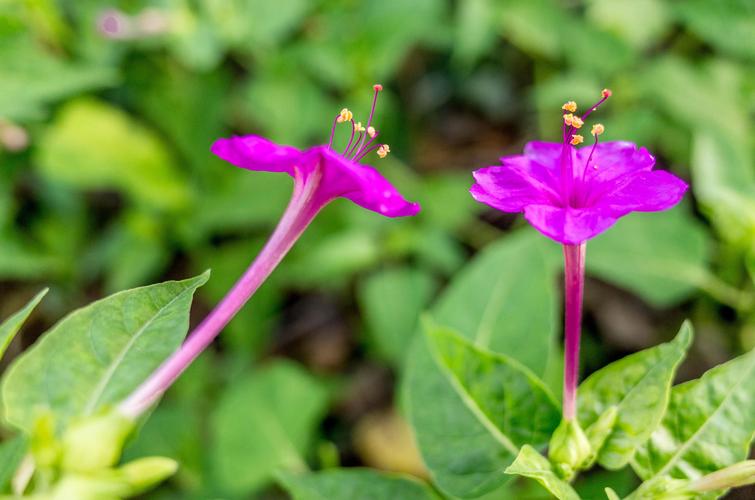 草茉莉是什么植物?——庭院中自带香气的“傍晚花” 草茉莉是什么植物?——庭院中自带香气的“傍晚花”