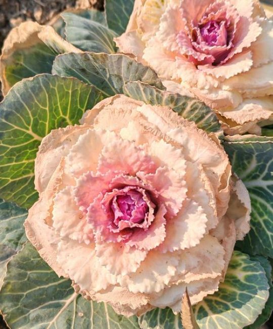 羽衣甘蓝是什么：十字花科叶牡丹的观赏与食用价值详解
