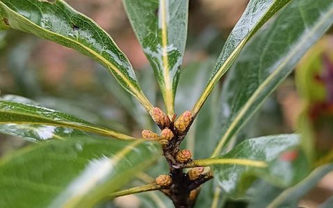 杨梅树开花的图片与花期特征详解