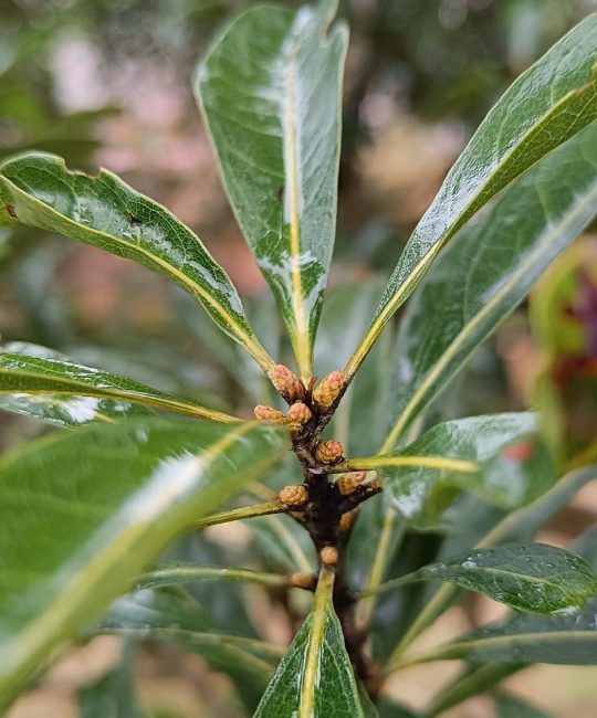 杨梅树开花的图片与花期特征详解