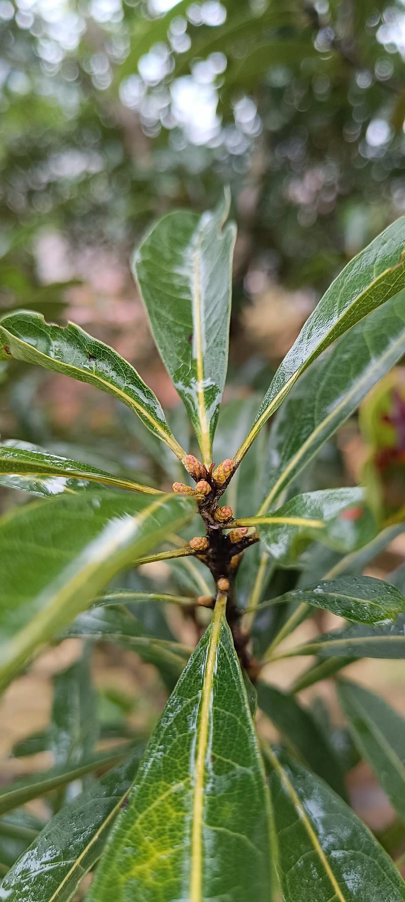 杨梅树开花的图片与花期特征详解 杨梅树开花的图片与花期特征详解