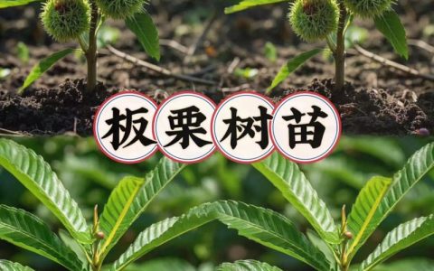 板栗树施肥全攻略：什么肥料最适合板栗树生长？