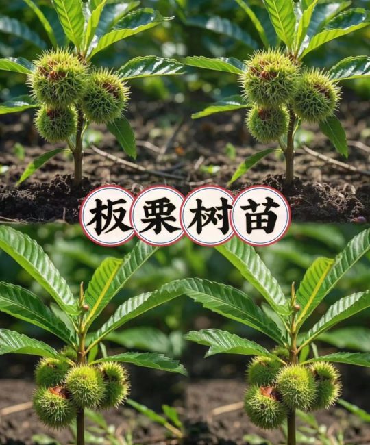 板栗树施肥全攻略：什么肥料最适合板栗树生长？