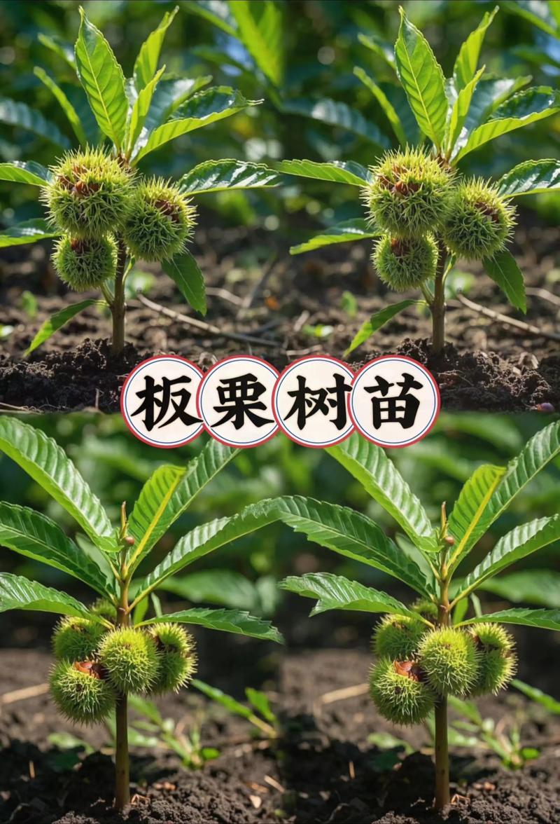 板栗树施肥全攻略:什么肥料最适合板栗树生长? 板栗树施肥全攻略:什么肥料最适合板栗树生长?