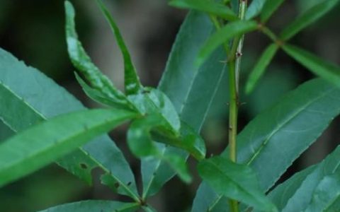 竹叶花椒和花椒的区别：从外观到用途的深度解析