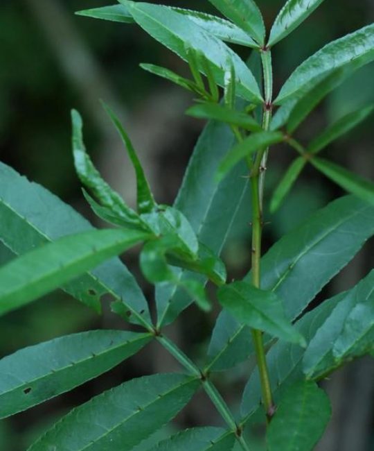 竹叶花椒和花椒的区别：从外观到用途的深度解析