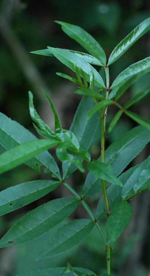 竹叶花椒和花椒的区别:从外观到用途的深度解析 竹叶花椒和花椒的区别:从外观到用途的深度解析