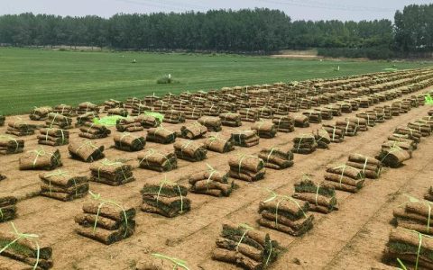 大同买草坪去哪找？本地草皮采购渠道与质量核查全指南