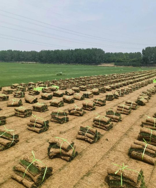 大同买草坪去哪找？本地草皮采购渠道与质量核查全指南