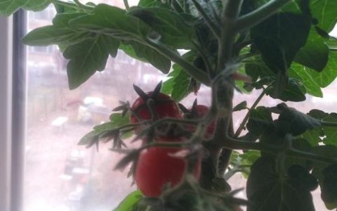 柿子树什么时候结果？定植到盛果期的管理全攻略