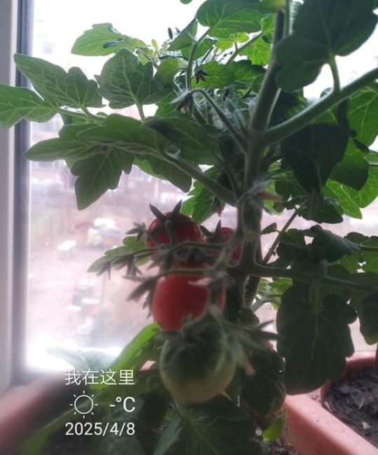 柿子树什么时候结果？定植到盛果期的管理全攻略