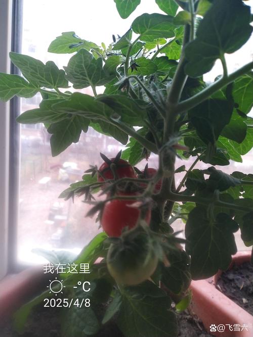 柿子树什么时候结果?定植到盛果期的管理全攻略 柿子树什么时候结果?定植到盛果期的管理全攻略