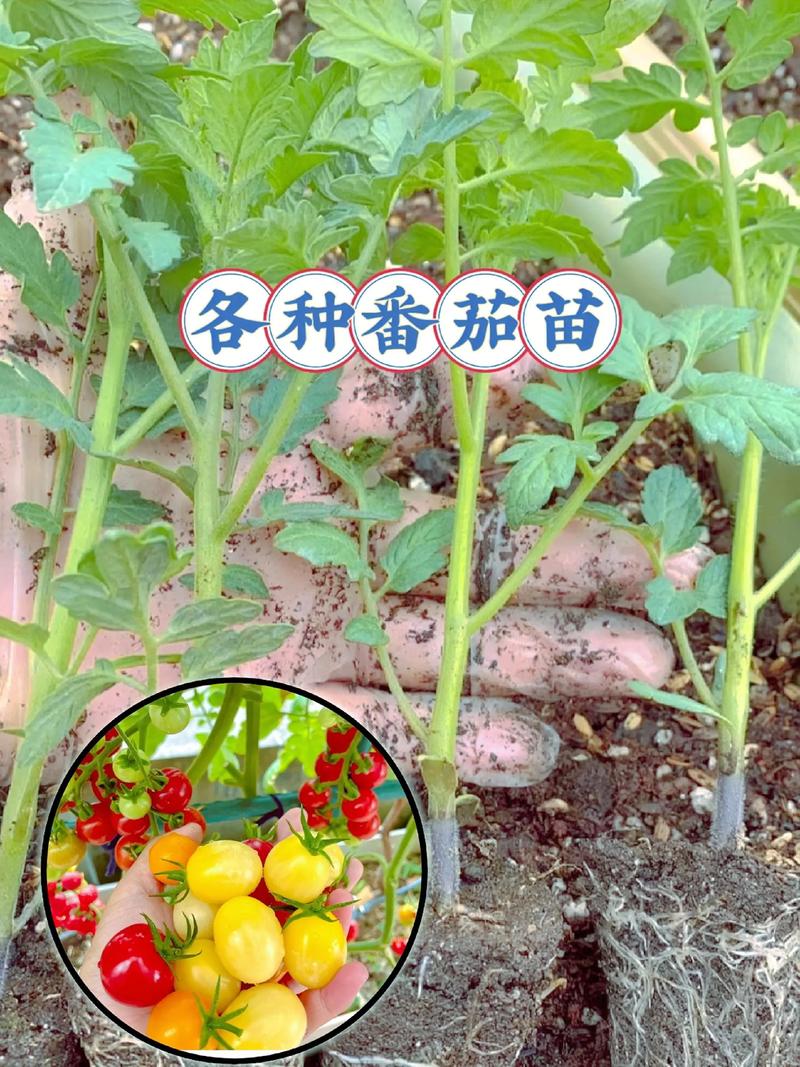 番茄苗多少钱一颗?2025年市场报价与影响因素全解析 影响番茄苗价格的因素详解