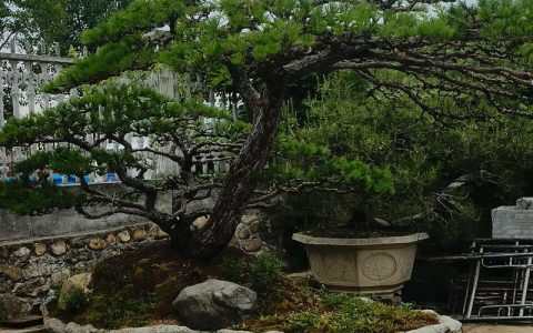 院子东北角种什么树好？科学选树与风水寓意指南