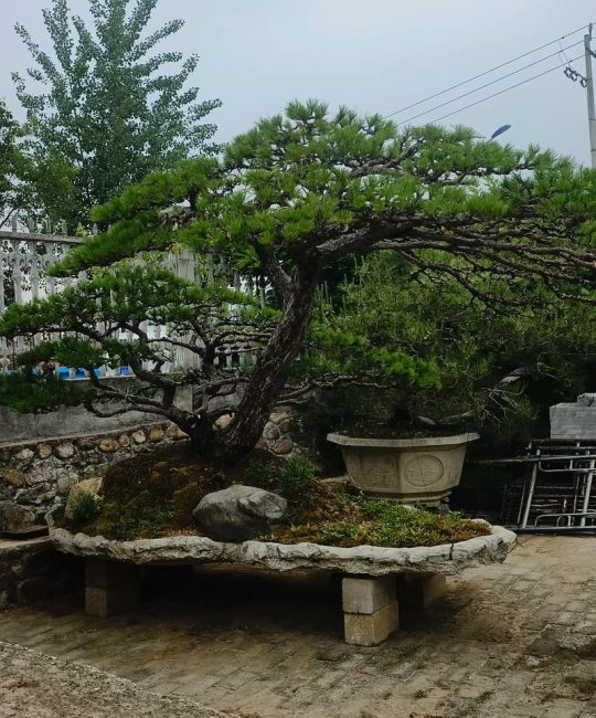 院子东北角种什么树好？科学选树与风水寓意指南