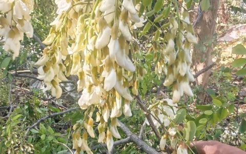 槐树什么季节开花？花期、果期与养护全解析