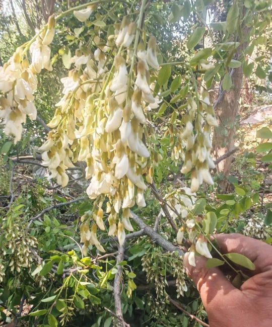 槐树什么季节开花？花期、果期与养护全解析