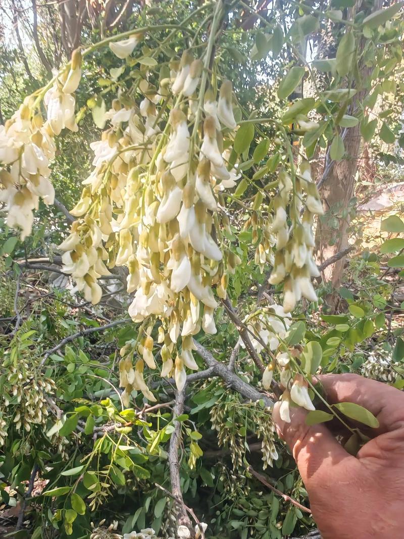 槐树什么季节开花?花期、果期与养护全解析 槐树什么季节开花?