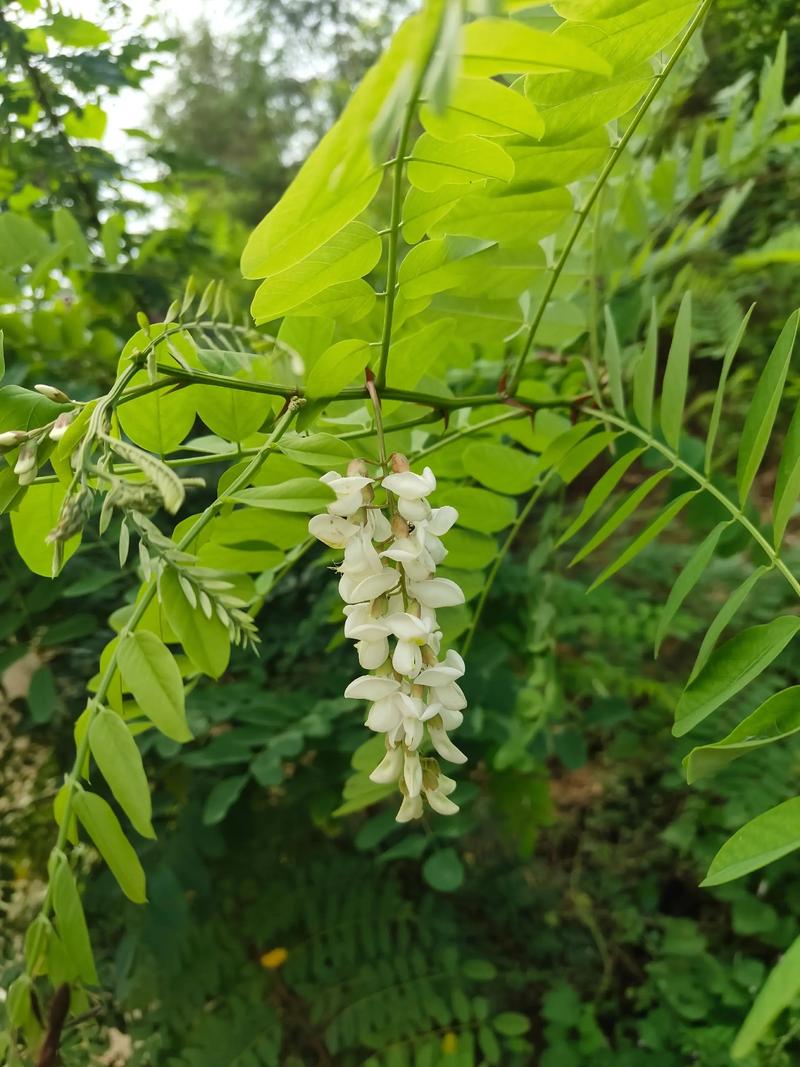 槐树什么季节开花?花期、果期与养护全解析 花期、果期与观赏期详解