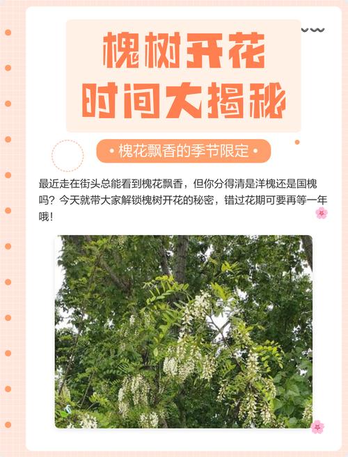 槐树什么季节开花?花期、果期与养护全解析 促花促果养护步骤